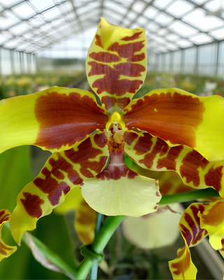 ORCHIDEA ROSSIOGLOSSUM