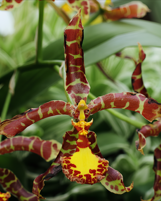 ORCHIDEA ROSSIOGLOSSUM