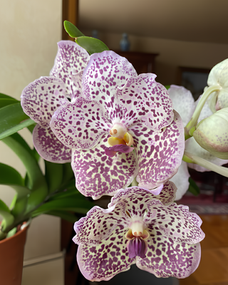 ORCHIDEA VANDA CHULEE FANCY