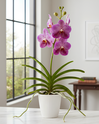 ORCHIDEA VANDA GORDON DILLON HELEN HU