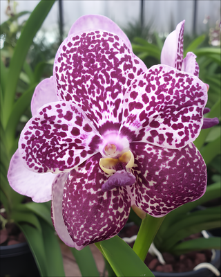 ORCHIDEA VANDA GORDON DILLON HELEN HU