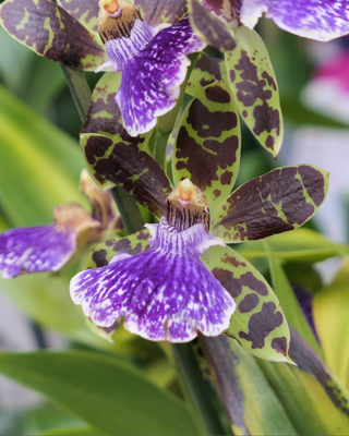 ORCHIDEA ZYGOPETALUM