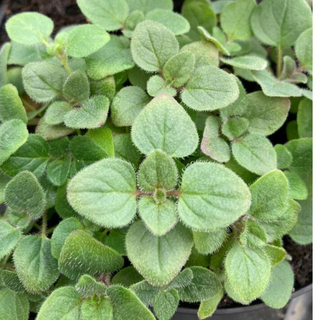Origano greco