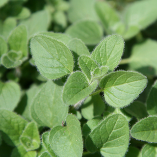 Origano piccante