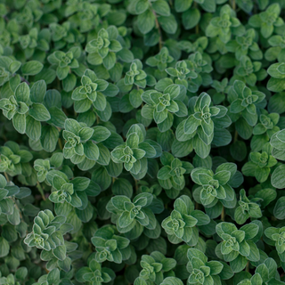 Origano