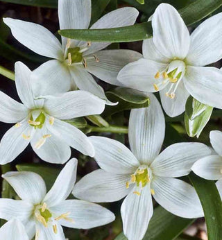 Ornithogalum Oligophyllum