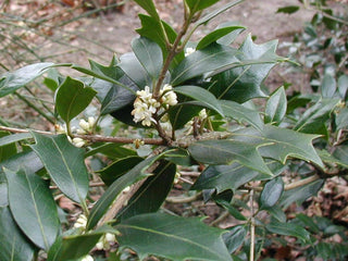 Osmanthus heterophyllus-Osmanthus ilicifolius