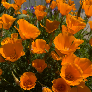 Papavero californiano