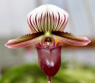 Paphiopedilum