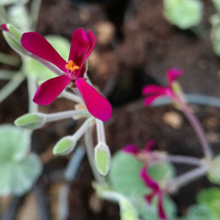 Pelargonium sidoides