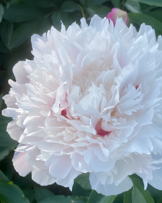 PEONIA ALERTIE