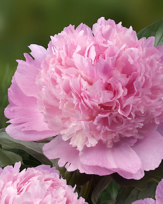 PEONIA ANGEL CHEEKS