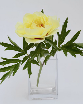 PEONIA BARTZELLA (ITOH)