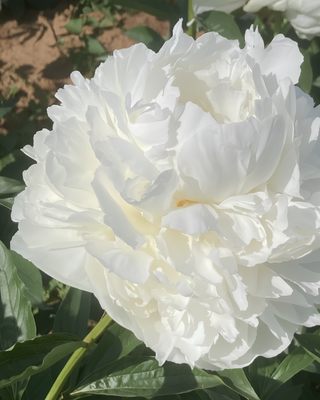 PEONIA BOWL OF CREAM