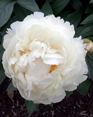 PEONIA BOWL OF CREAM