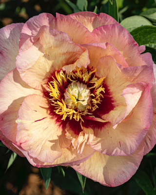 PEONIA CALLIE'S MEMORY (ITOH)