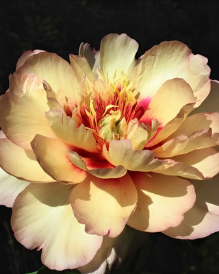 PEONIA CALLIE'S MEMORY (ITOH)