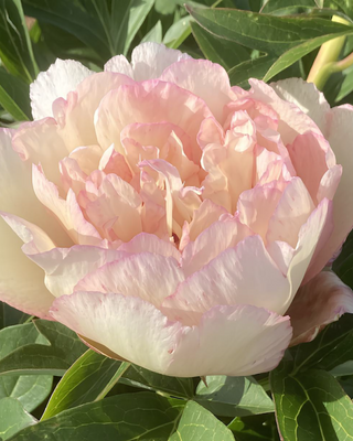 PEONIA CANARY BRILLIANTS (ITOH)