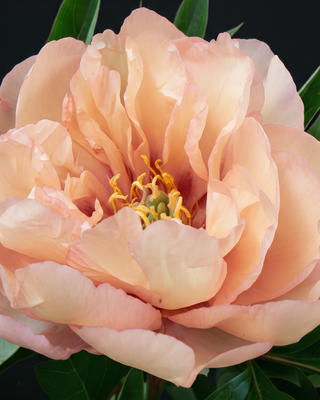 PEONIA CANARY BRILLIANTS (ITOH)