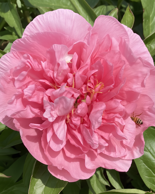 PEONIA CARNATION BOUQUET