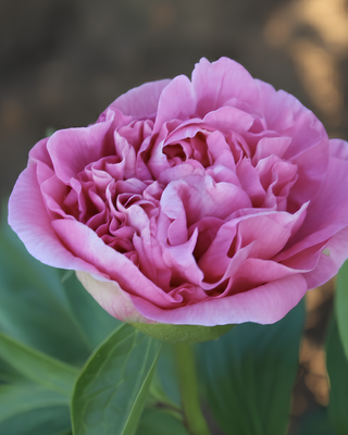PEONIA CARNATION BOUQUET