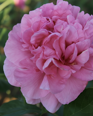 PEONIA CARNATION BOUQUET