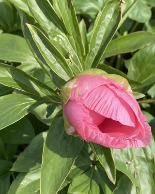 PEONIA CARNATION BOUQUET