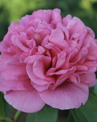 PEONIA CARNATION BOUQUET
