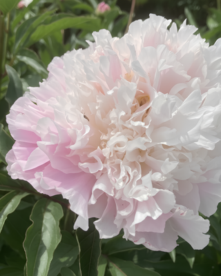 PEONIA CATHARINA FONTIJN