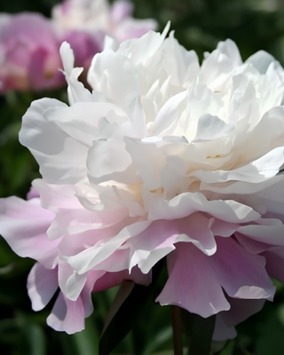 PEONIA CATHARINA FONTIJN