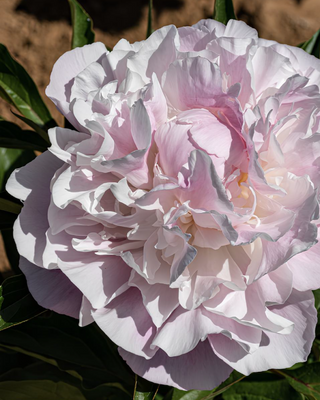 PEONIA CATHARINA FONTIJN