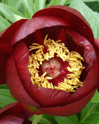 PEONIA CHOCOLATE SOLDIER