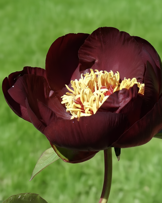 PEONIA CHOCOLATE SOLDIER