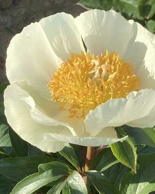 PEONIA CLAIRE DE LUNE