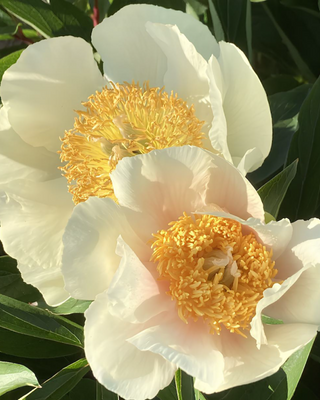 PEONIA CLAIRE DE LUNE