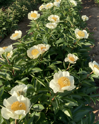 PEONIA CLAIRE DE LUNE