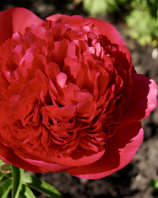 PEONIA COMMAND PERFORMANCE