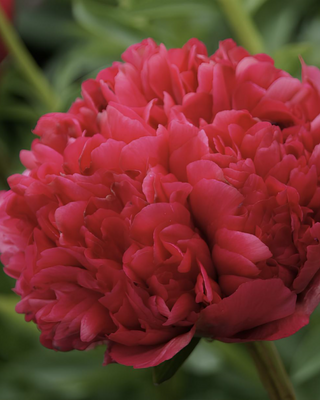 PEONIA COMMAND PERFORMANCE