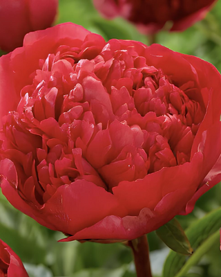 PEONIA COMMAND PERFORMANCE