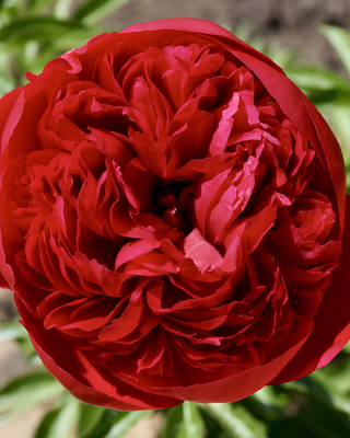 PEONIA COMMAND PERFORMANCE