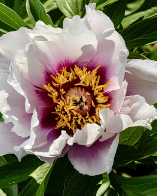 PEONIA CORA LOUISE (ITOH)