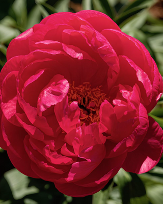 PEONIA CYTHEREA