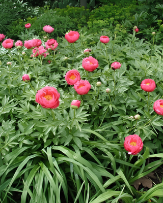 PEONIA CYTHEREA