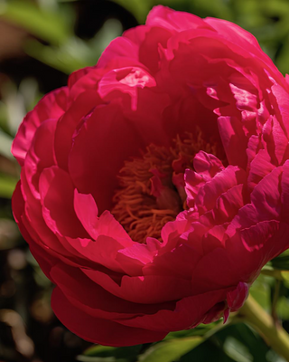 PEONIA CYTHEREA