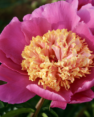 PEONIA DOREEN