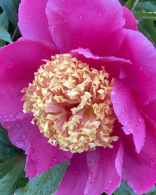 PEONIA DOREEN