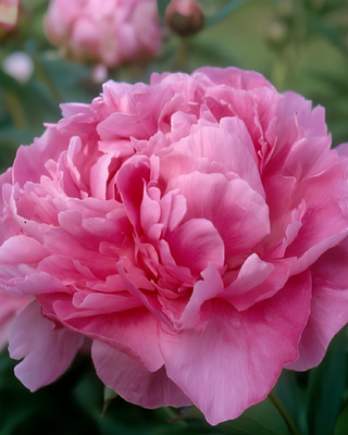 PEONIA DR. ALEXANDER FLEMING