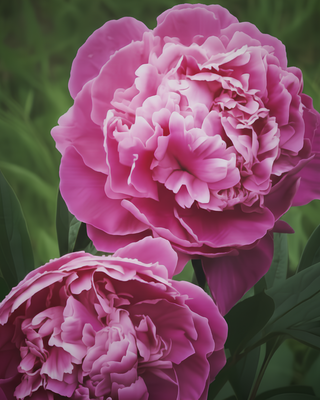 PEONIA DR. ALEXANDER FLEMING