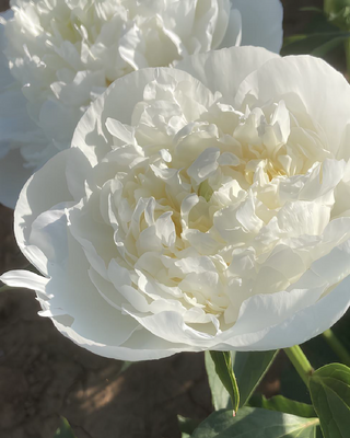 PEONIA DUCHESSE DE NEMOURS