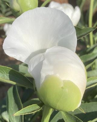 PEONIA DUCHESSE DE NEMOURS
